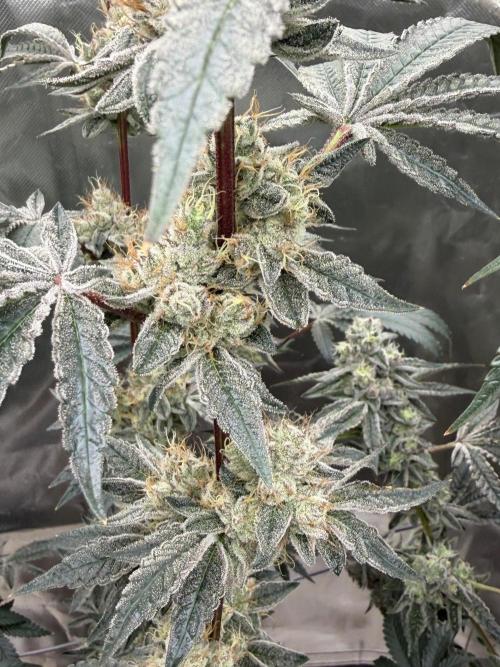 Cherry Poppers. Week 13