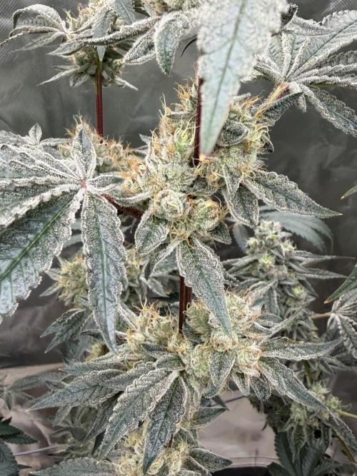 Cherry Poppers. Week 13