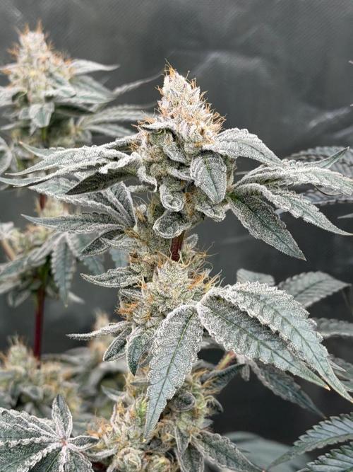 Cherry Poppers. Week 13