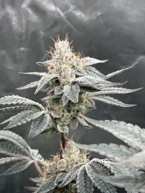 Cherry Poppers. Week 13