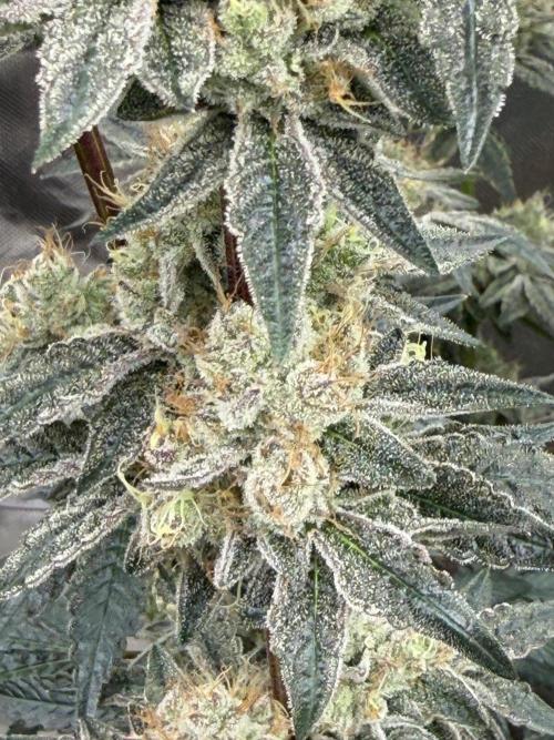 Cherry Poppers. Week 13