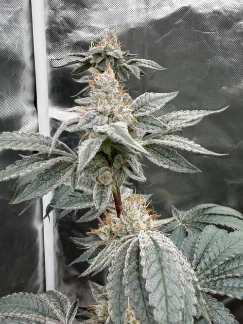 Cherry Poppers. Week 13