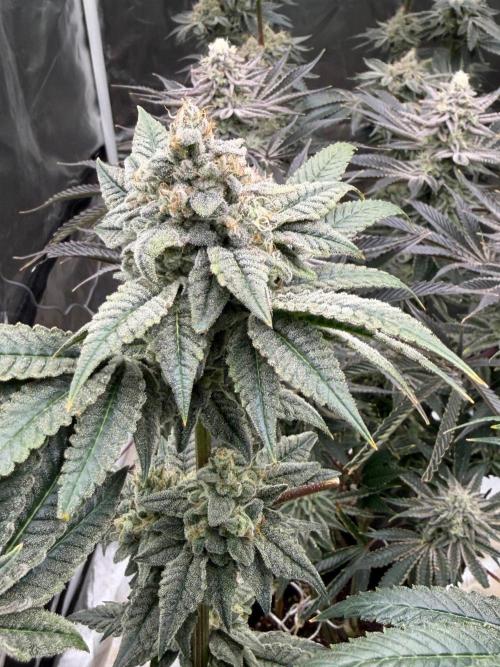 Cherry Poppers. Week 13