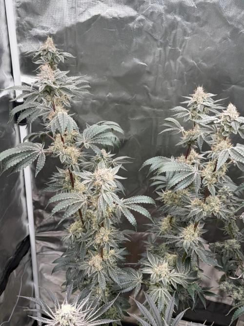 Cherry Poppers. Week 13