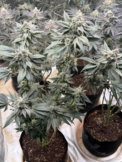 Cherry Poppers. Week 13