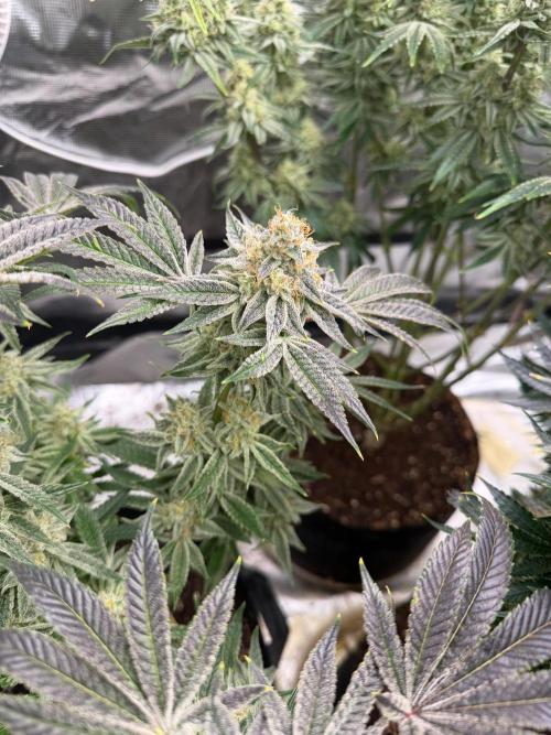 Strawberry Diesel. Week 13