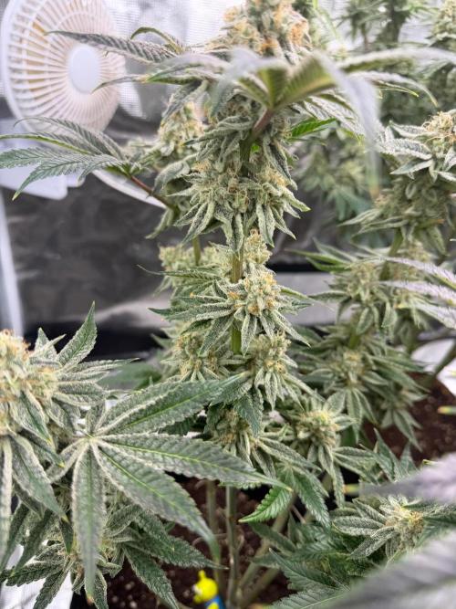 Strawberry Diesel. Week 13