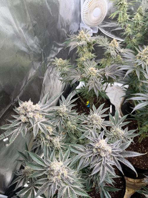 Strawberry Diesel. Week 13