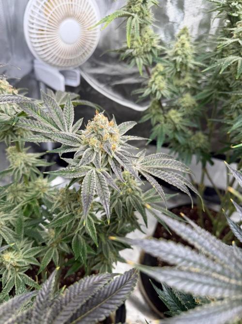 Strawberry Diesel. Week 13