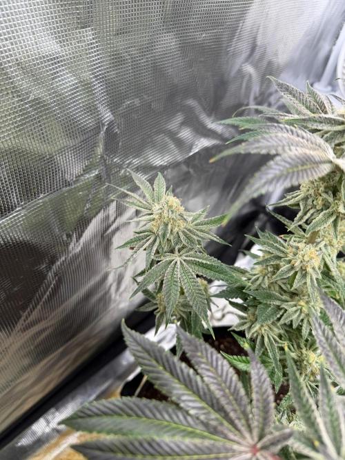 Strawberry Diesel. Week 13