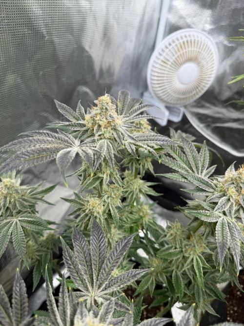 Strawberry Diesel. Week 13