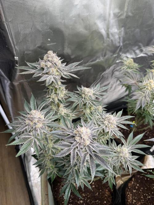 Strawberry Diesel. Week 13
