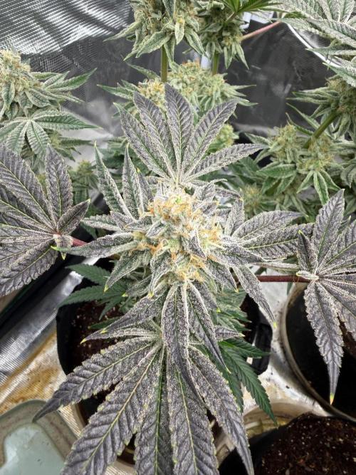 Strawberry Diesel. Week 13