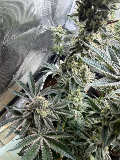 Strawberry Diesel. Week 13