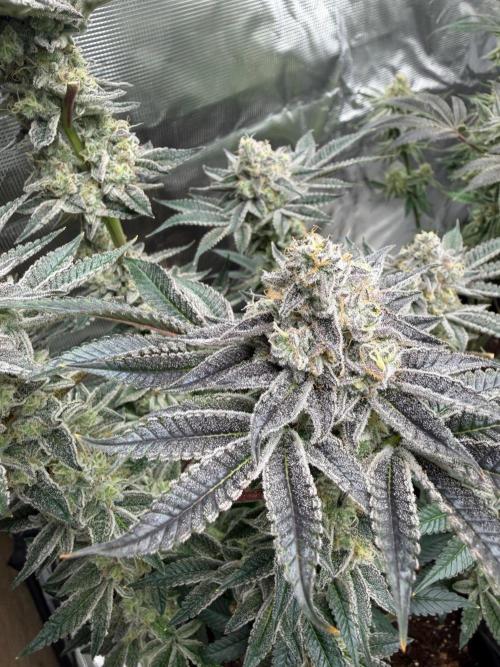Strawberry Diesel. Week 13