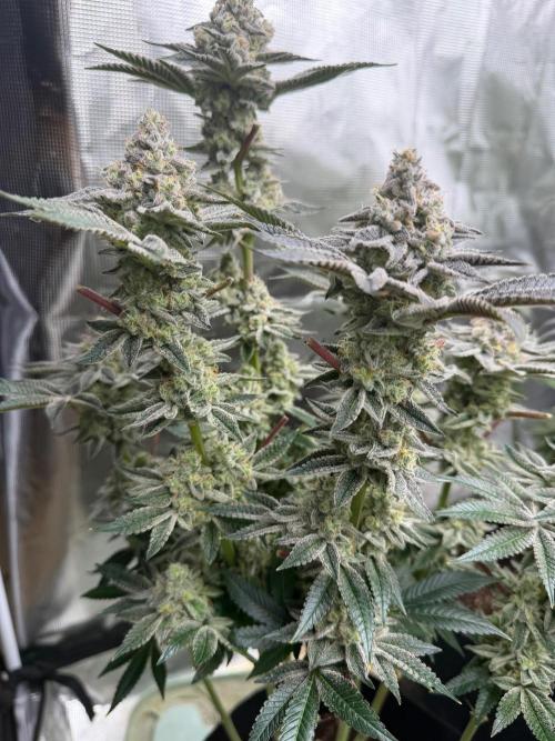 Strawberry Diesel. Week 13