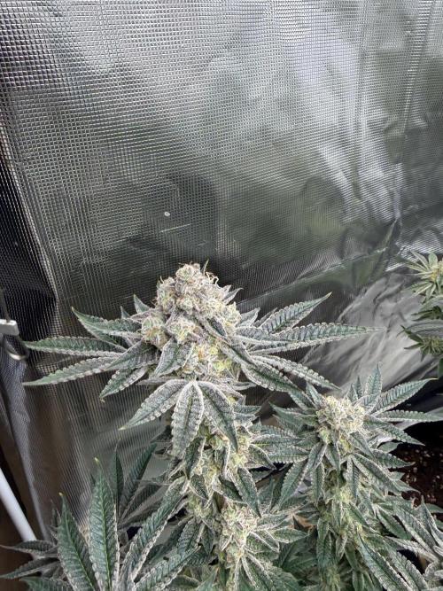 Strawberry Diesel. Week 13