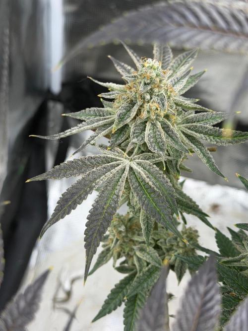 Strawberry Diesel. Week 14