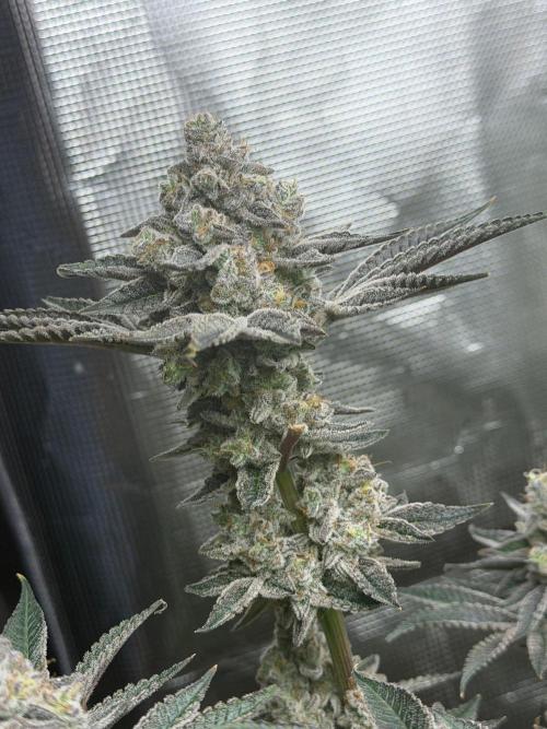 Strawberry Diesel. Week 14
