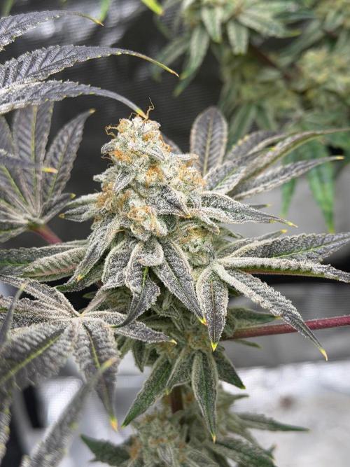 Strawberry Diesel. Week 14