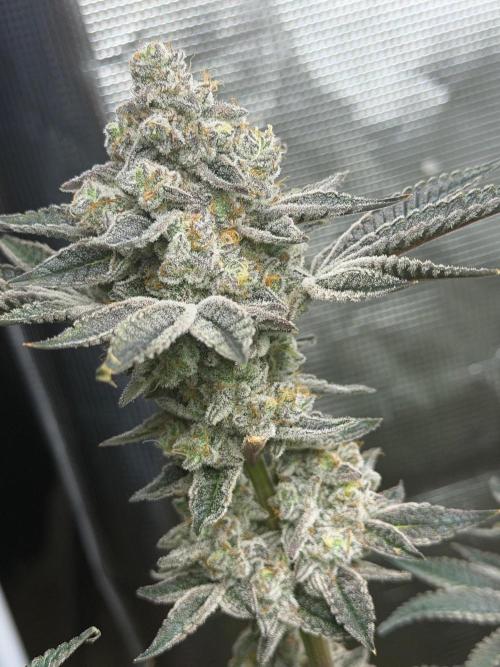 Strawberry Diesel. Week 14