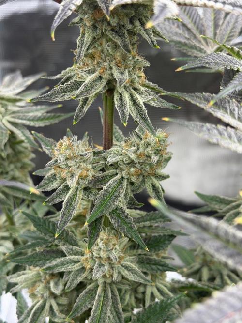 Strawberry Diesel. Week 14
