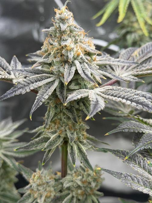 Strawberry Diesel. Week 14