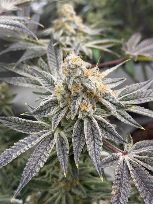 Strawberry Diesel. Week 14