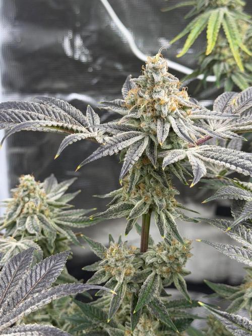 Strawberry Diesel. Week 14
