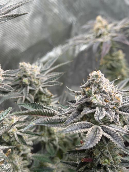 Strawberry Diesel. Week 14