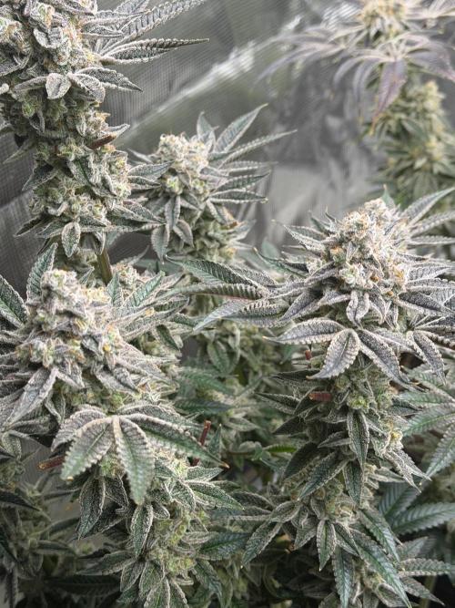 Strawberry Diesel. Week 14