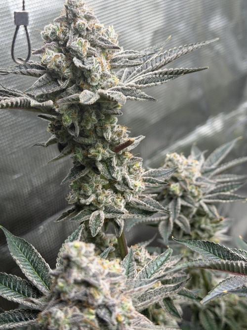 Strawberry Diesel. Week 14