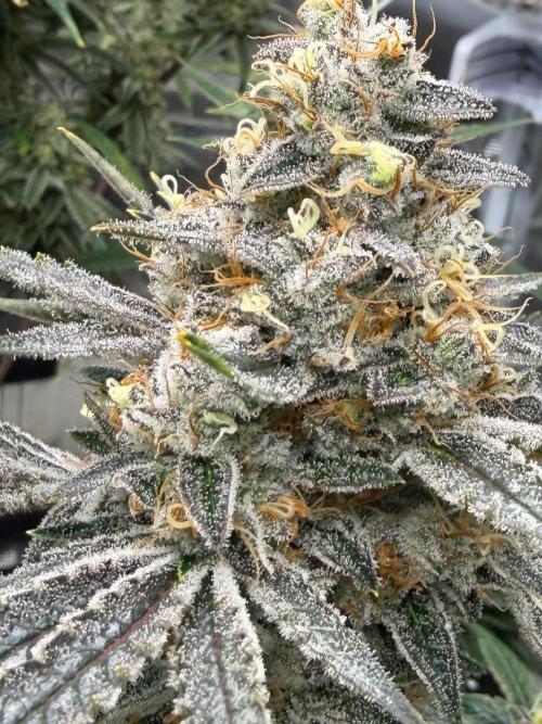 Lilac cake. Week 13