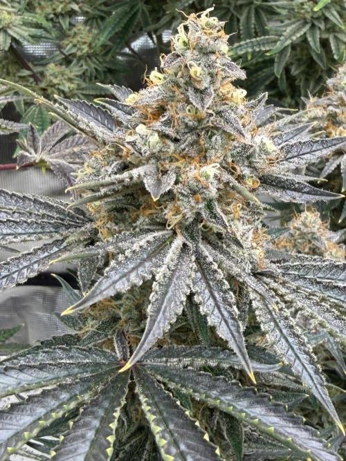 Lilac cake. Week 13