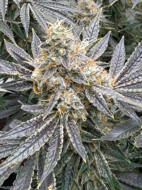 Lilac cake. Week 13