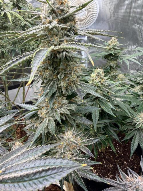 Lilac cake. Week 13