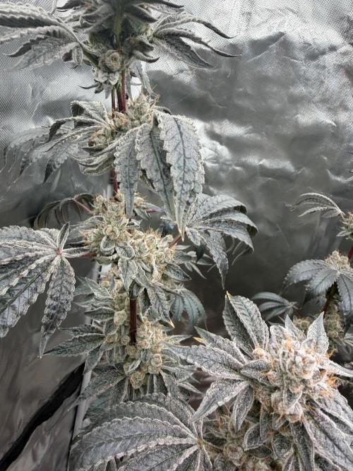 Cherry Poppers. Week 14
