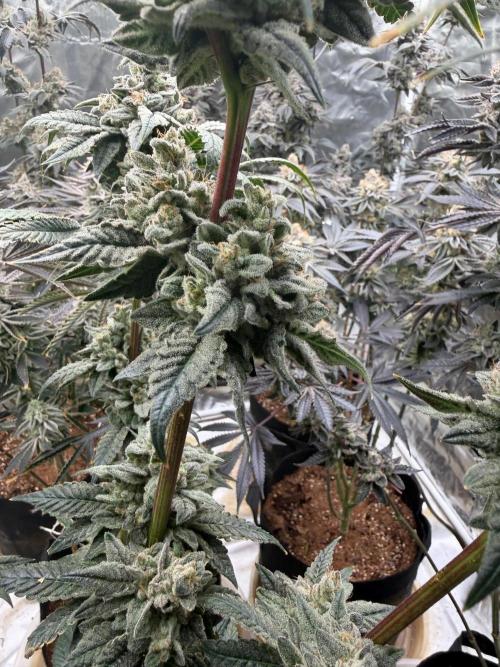 Cherry Poppers. Week 14