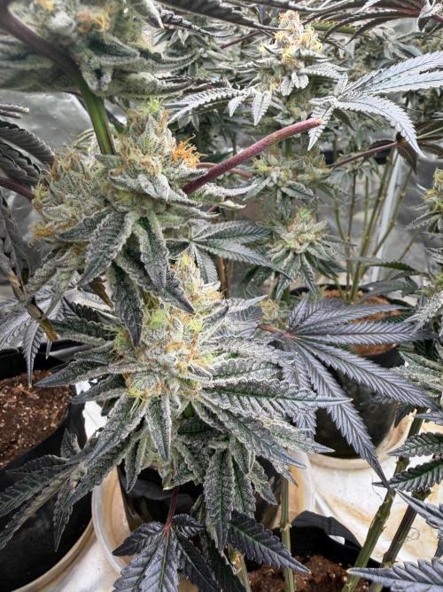 King kush breathe v2. Week 13