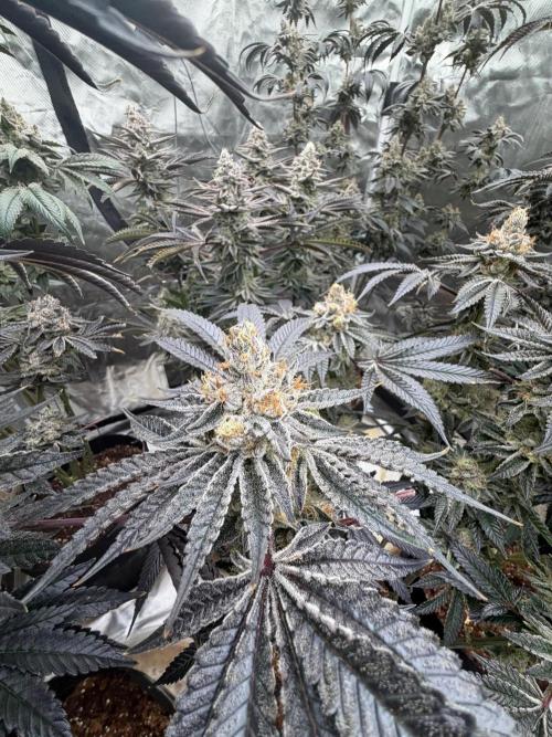 King kush breathe v2. Week 13