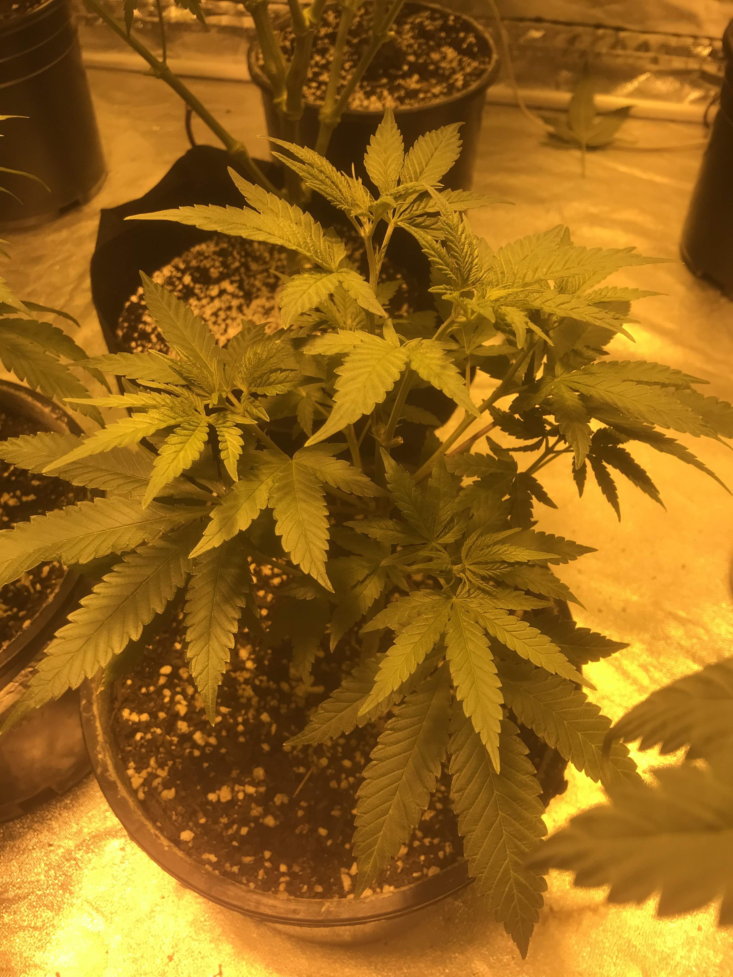 Humboldt Seed Company Blueberry Muffin grow diary (journal) week6 by