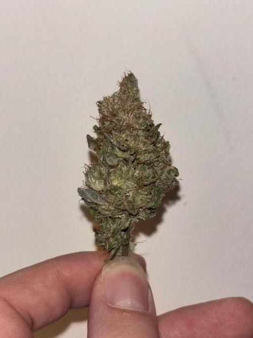We're back baby. Week 20 - 29/08 trimmed