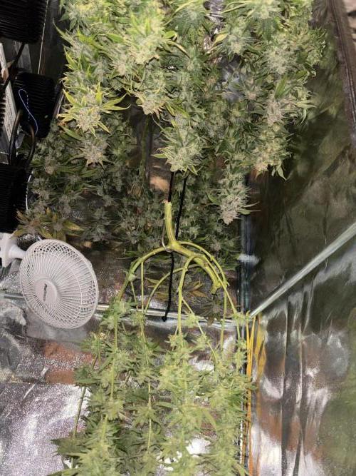 We're back baby. Week 20 - 15/08 harvest day