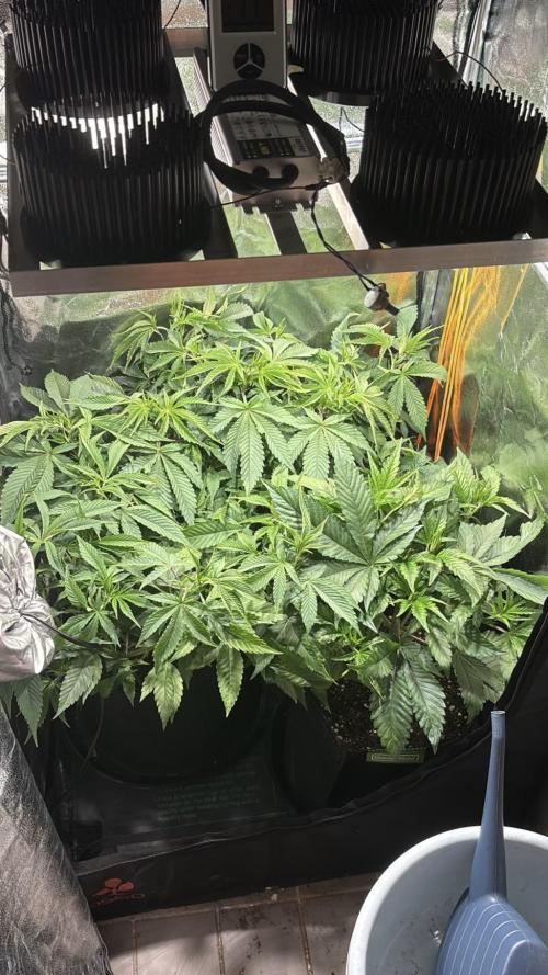 We're back baby. Week 11 - Before defoliation and bit of lollypopping and watering 
