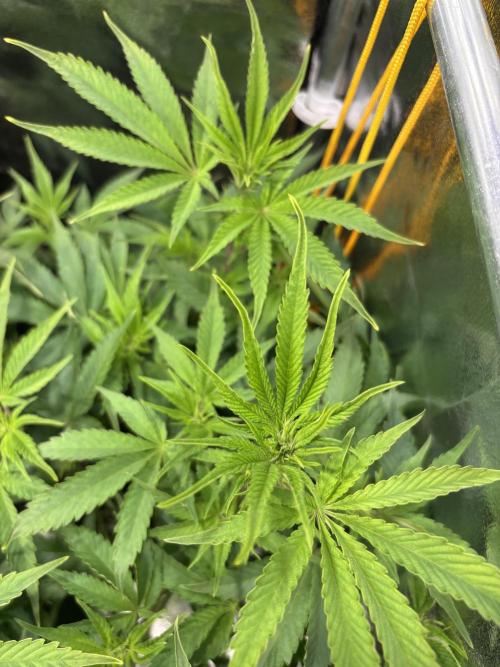 Mimosa x Orange Punch. Week 12