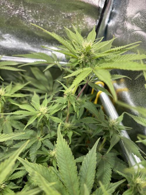 Mimosa x Orange Punch. Week 14