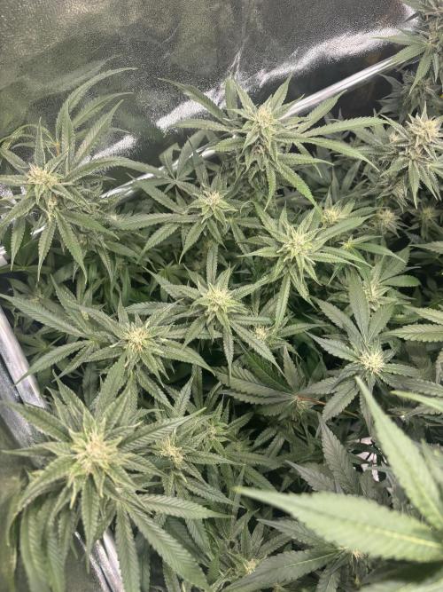 Mimosa x Orange Punch. Week 15