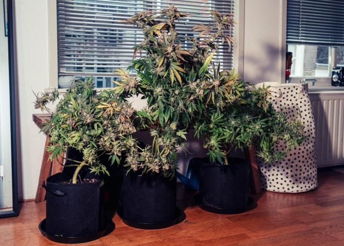 We're back baby. Week 20 - 15/08 harvest day