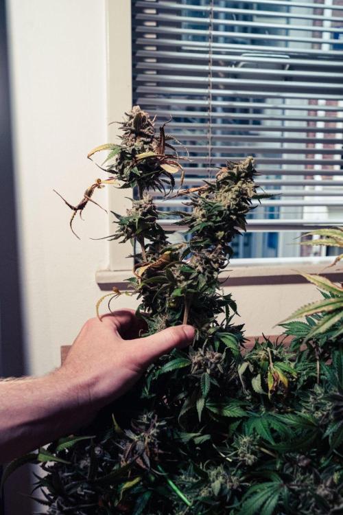 We're back baby. Week 20 - 15/08 harvest day