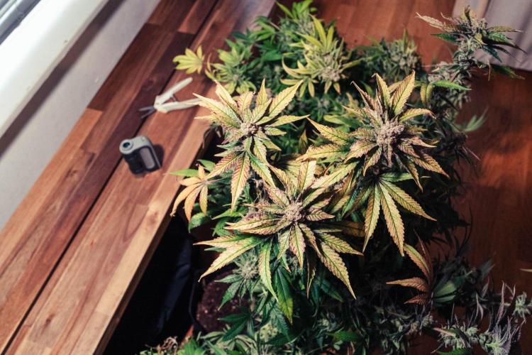 We're back baby. Week 20 - 15/08 harvest day